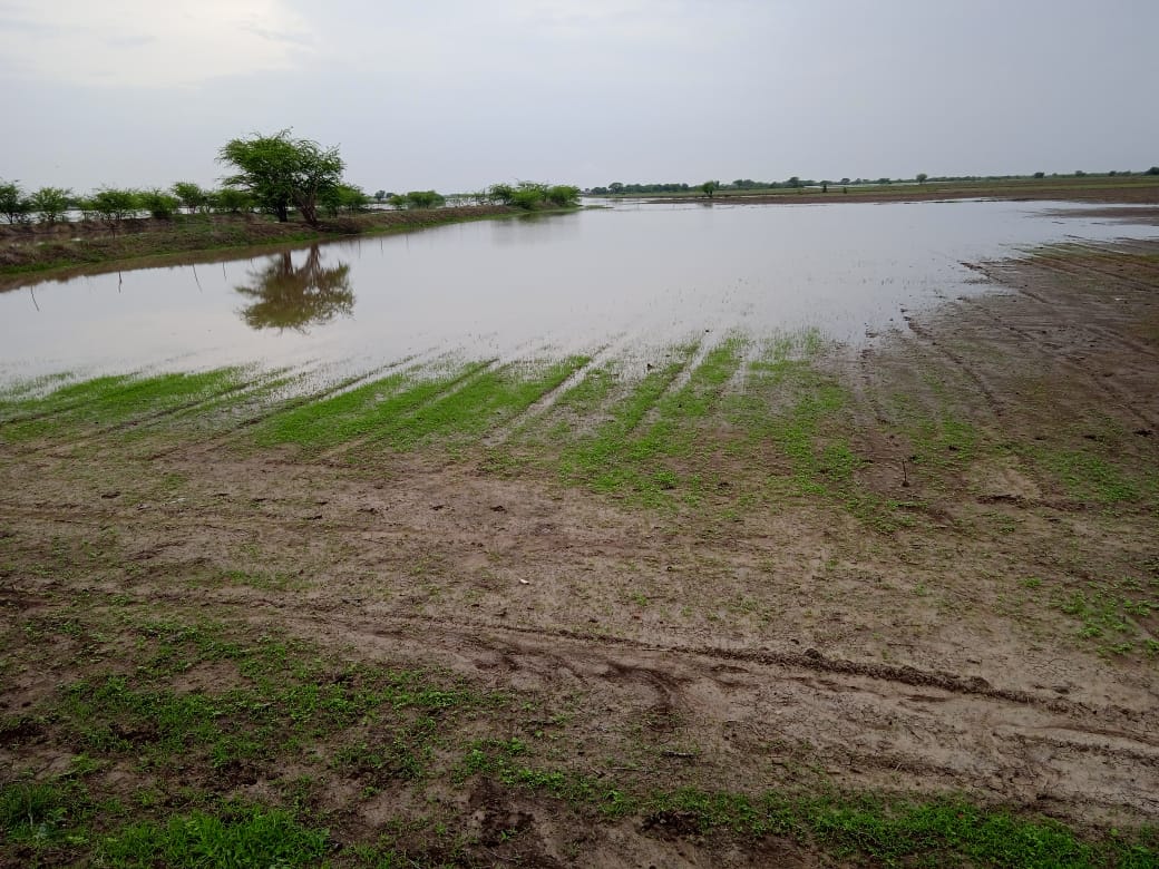 ખેતરોમાં નદીના પાણી ફરી વળ્યાં