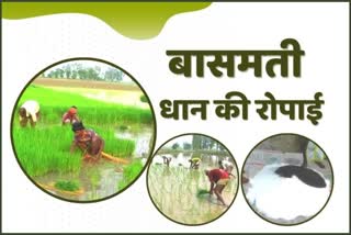 basmati paddy Cultivation in haryana