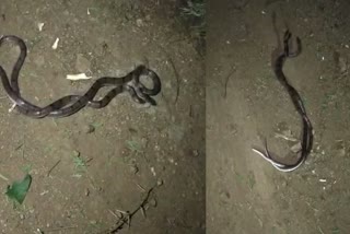 Banded kukri snake rescue