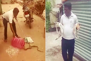 Karnataka: Two cats scream and save family from poisonous cobra hiding in house