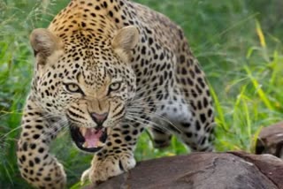 Dahod Wild Animal Attack : ગરબાડાના ભે ગામે દંપતી પર દીપડાનો હુમલો