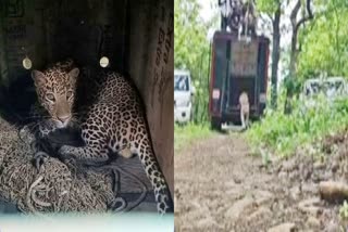 Dewas Leopard Video