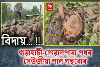 Forest destroyed in Assam