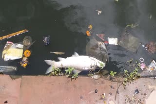 Fish dying in Karam Toli pond