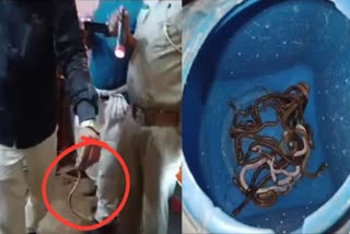 more-then-fifty-snakes-found-from-old-house-in-rohtas-bihar