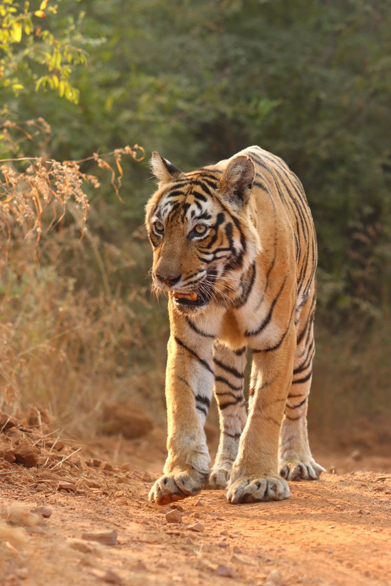 0 Tiger Population increasing