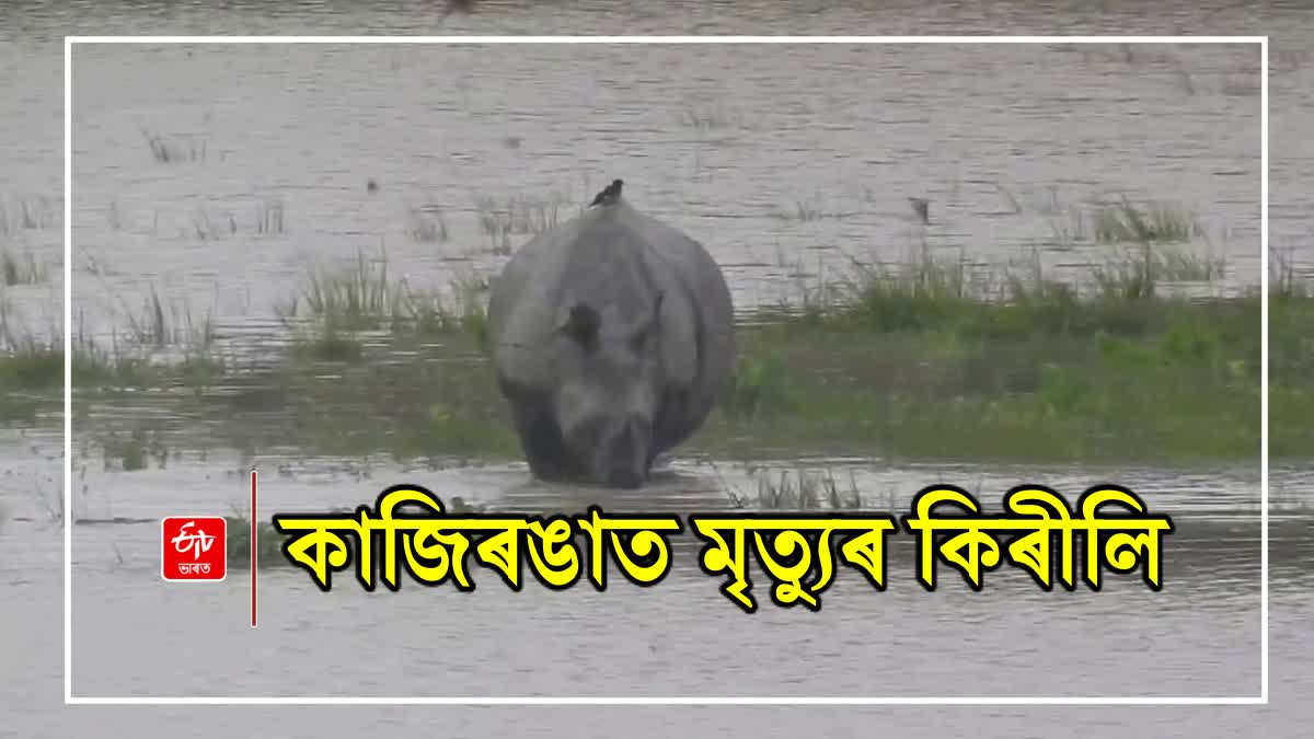 Flood in Assam 120 Wild Animals Dead Including 6 Rhinos In Kaziranga National Park