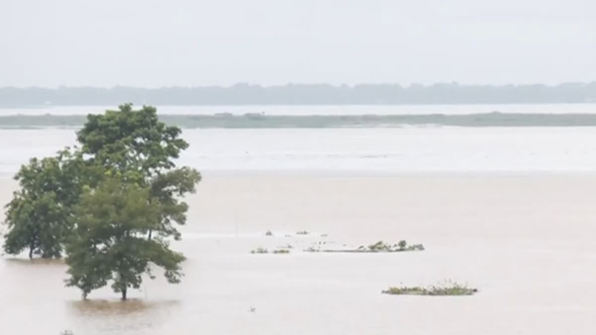 KAZIRANGA NATIONAL PARK  WILD ANIMALS DIED IN FLOOD  ASSAM FLOOD  അസം പ്രളയം