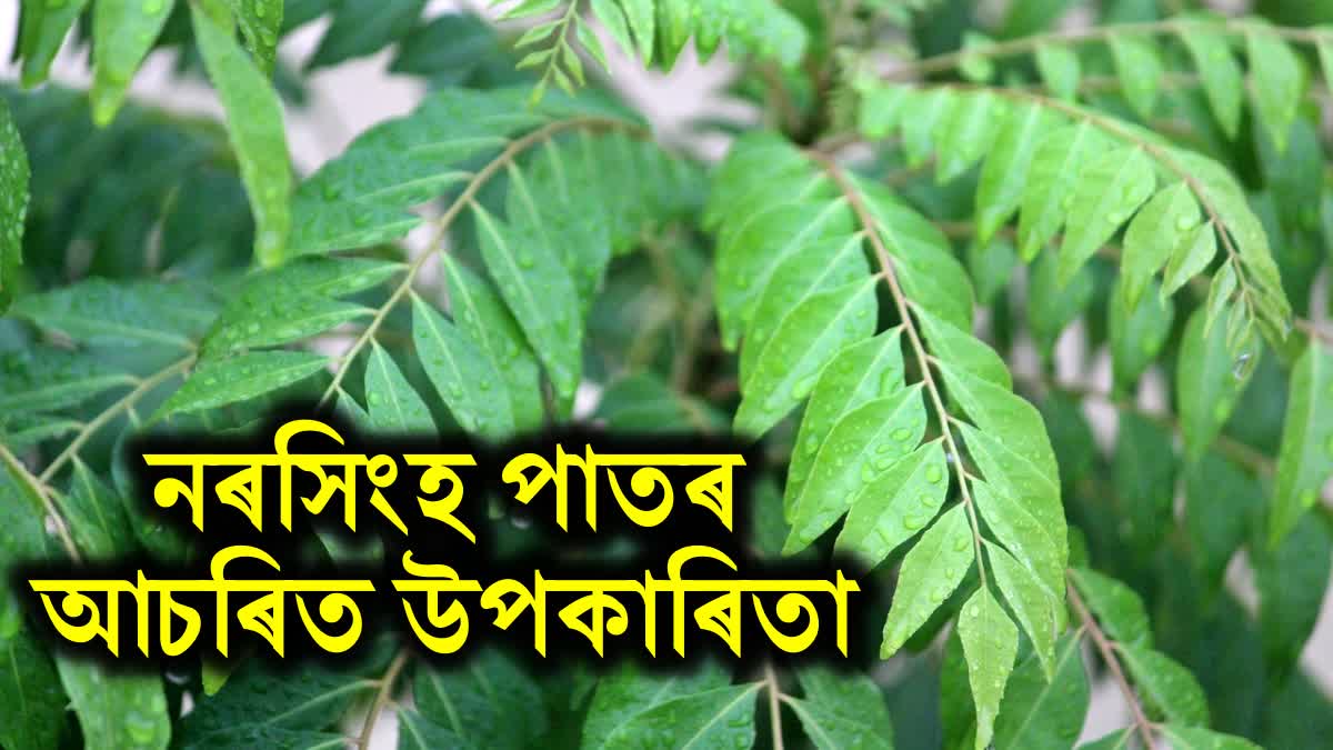 Amazing Health Benefits of Curry Leaves