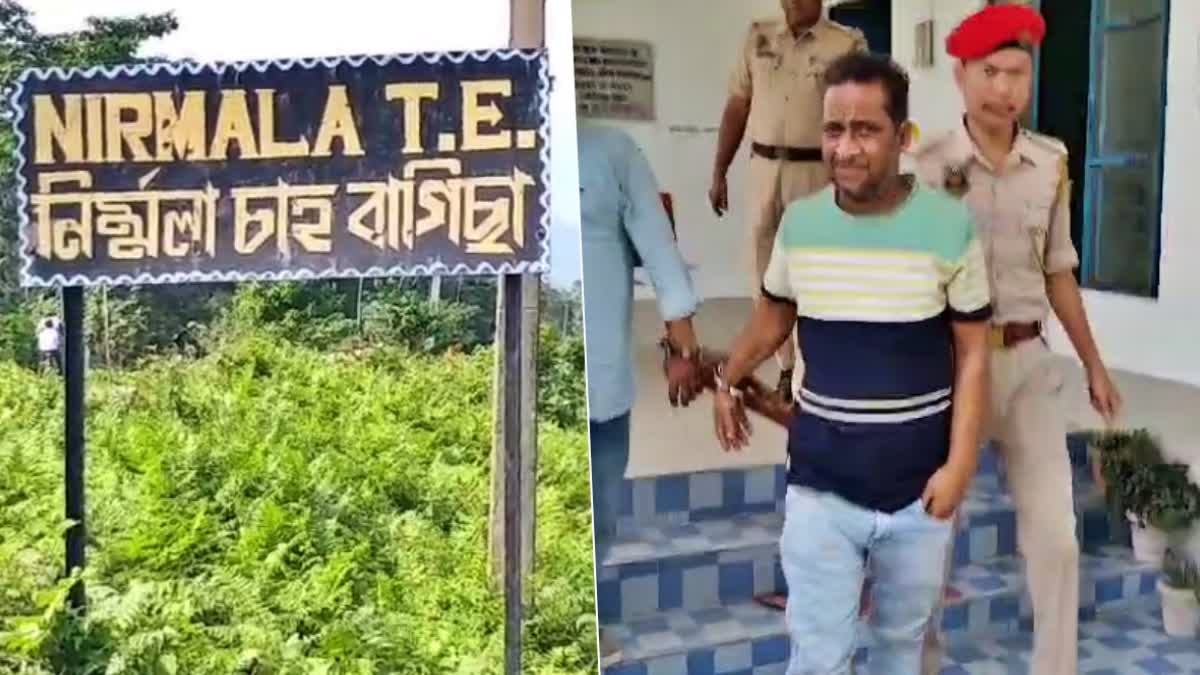 manager of Nirmala tea estate arrested on charges of raw tea leaves black marketing