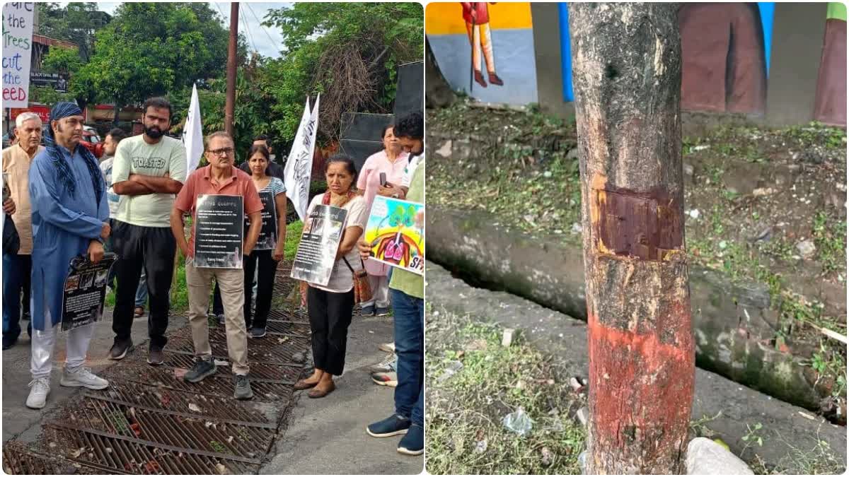 Protest Against Felling Of Trees