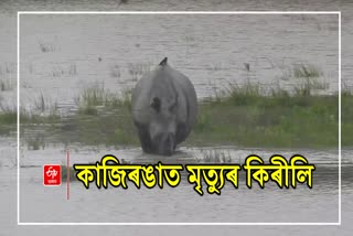 Flood in Assam 120 Wild Animals Dead Including 6 Rhinos In Kaziranga National Park