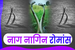 MAIHAR SNAKE ROMANCE