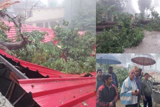 Tree fell in Jhakar Sam temple due to heavy rain