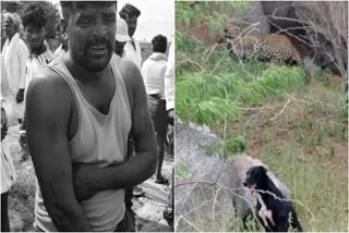 LEOPARD ATTACK  FARMERS HOSPITALIZED  FOREST DEPARTMENT TAKE ACTION  RAICHUR