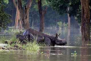 Assam Flood Situation