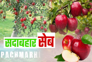 PACHMARHI APPLE GARDENING STARTED