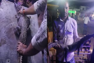 5 MONTH OLD CROCODILE IN VILLAGE