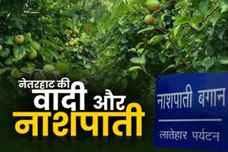 CULTIVATION OF PEARS AT NETARHAT