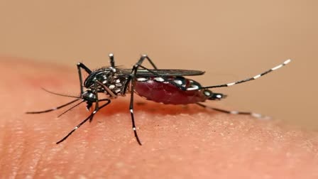 DENGUE  five year old child died  Gadag