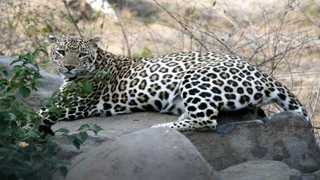 Karnataka: Villagers Kill Leopard That Attacked Farmers In Raichur