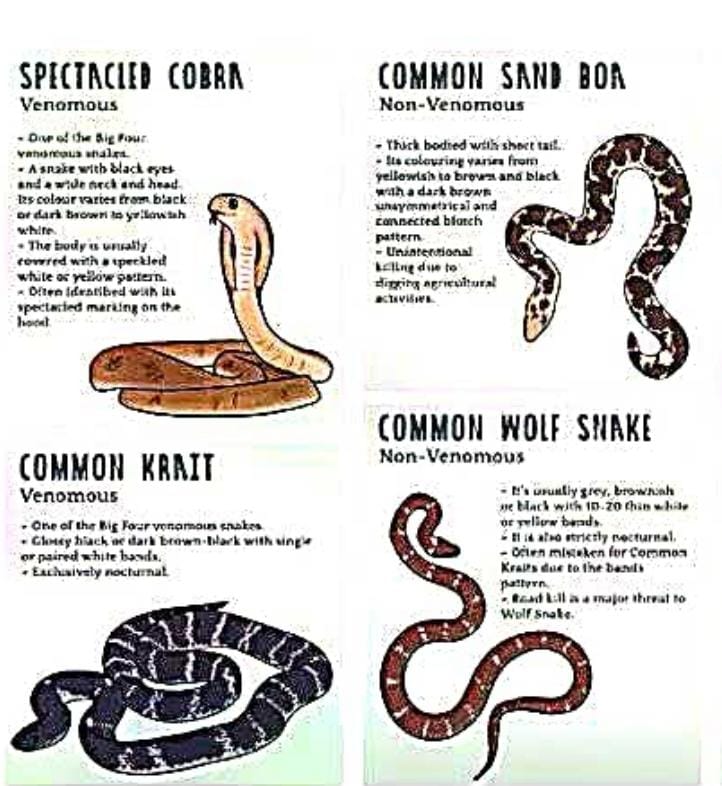 how-long-survive-after-snake-bite-what-are-preventive