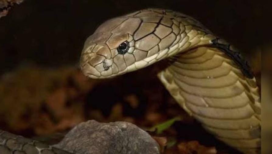 how-long-survive-after-snake-bite-what-are-preventive