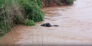 Elephants Swept Away While Crossing Overflowing River