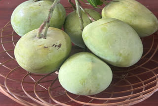 SINDOOR MANGO VARIETY  GB PANT UNIVERSITY MANGO  OPERATION SINDOOR  SINDOOR MANGO