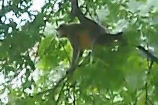 Monkey Terror Forces Curfew-Like Situation In Madhya Pradesh Village, Forest Dept Springs Into Action