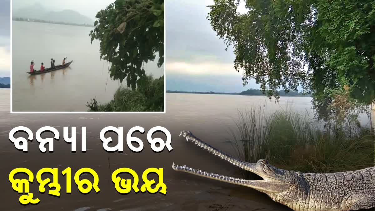 crocodile spotted at mahanadi in boudh