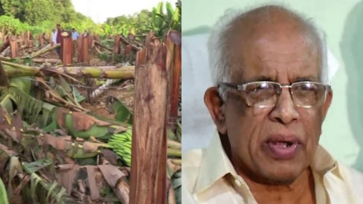 minister k krishnankutty  kseb  banana plant cut incident  banana plant  electricity minister  thomas  onam plantation  k krishnankutty  കെഎസ്ഇബി  കർഷകന്‍റെ വാഴകൾ വെട്ടി മാറ്റി  മന്ത്രി കെ കൃഷ്‌ണന്‍കുട്ടി  ഇടുക്കി  തിരുവനന്തപുരം