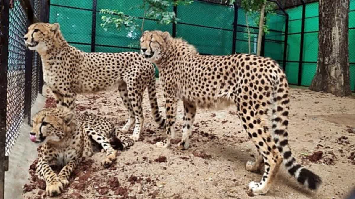 SC on cheetah deaths