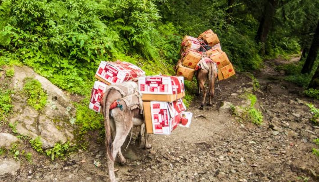 Himachal Flood Side Effect