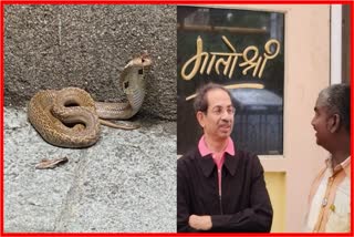 Cobra Snake In Matoshree