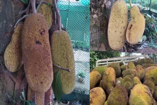 government avoiding Jackfruit farmers  Jackfruit farmers are in crisis  Jackfruit farmers  Jackfruit  സംസ്ഥാന ഫലത്തിനും രക്ഷയില്ല  സര്‍ക്കാര്‍ പ്രഖ്യാപനം  ചക്ക വീണ് കൃഷി നശിക്കുന്നു  ചക്ക  വെജിറ്റബിൾ ആൻഡ് ഫ്രൂട്ട് പ്രൊമോഷൻ കൗൺസിൽ കേരള  ചക്ക സംഭരണം