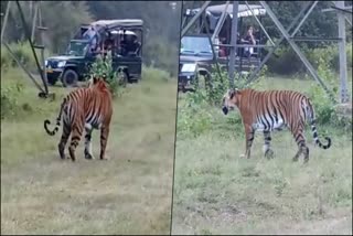 safari-vehicles-disrupted-tiger-movement-video-viral