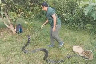 15-feet long king cobra turmoil in Anakapalli