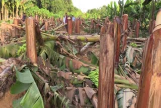 kseb banana plants cut at kothamangalam ernakulam  kseb banana plants cut  kseb banana plants  ernakulam banana plants kseb  kseb banana plants cut issue  kseb  kseb moolamattam  കോതമംഗലം  കോതമംഗലം വാരപ്പെട്ടി  വാഴകൾ കെഎസ്ഇബി വെട്ടിമാറ്റി  വാഴകൾ കെഎസ്ഇബി  കെഎസ്ഇബി വാഴകൾ വെട്ടി  വാഴ കൃഷി വെട്ടി കെഎസ്ഇബി  വാഴ കൃഷി കെഎസ്ഇബി  കെഎസ്ഇബി  കെഎസ്ഇബി വാഴ കൃഷി വെട്ടി നശിപ്പിച്ചു  വാഴ കെഎസ്ഇബി  വാഴ