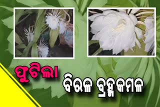 ଗୋଟିଏ କୁଣ୍ଡରେ ଫୁଟିଲା 4ଟି ବ୍ରହ୍ମକମଳ