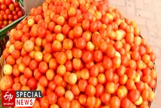 Import Of Tomatoes From Nepal
