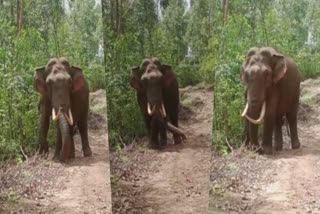 padayappa wild elephant