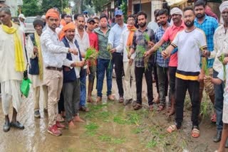 Paddy Planting On Road