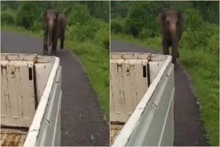 Elephant Attack Video