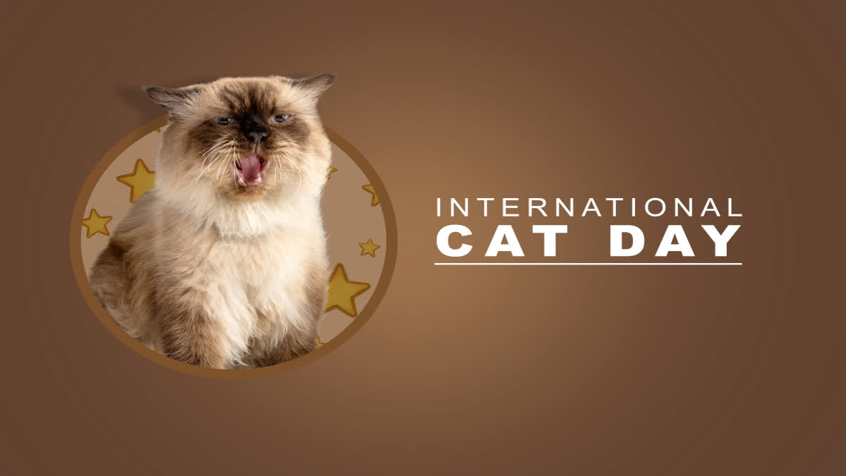 International Cat Day celebrated on August 8 every year across the globe