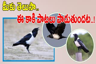 Pied Crow Interesting Facts