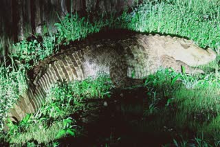 GIANT CROCODILE IN PUNE