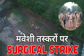 Surgical strike on cattle smugglers