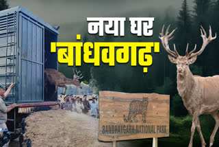 Bandhvagarh Swamp deers count