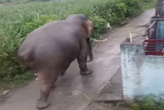 ELEPHANT ENTERED IN DOIWALA